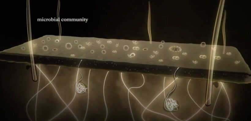 EQUIBIOME™, where tradition and technology meet for microbiota equilibrium