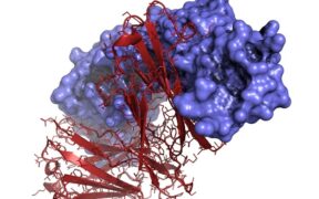 New microfluidic Organ Chip platform replicates the human vaginal tissue microenvironment