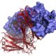 New microfluidic Organ Chip platform replicates the human vaginal tissue microenvironment