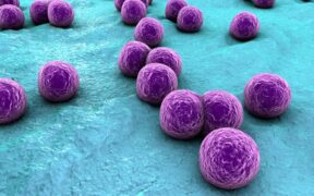 Common skin bacterium puts children with severe eczema at higher risk of food allergy