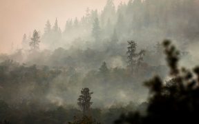 "Pollutants penetrate deeper and trigger the immune system."