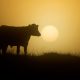 Facial eczema: Research holds promise for New Zealand’s agriculture sector
